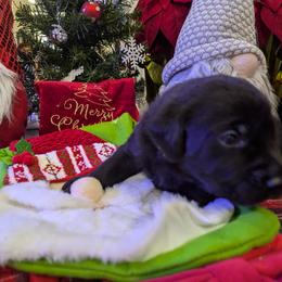 Labrador Retriever Puppies from Starfire Labradors