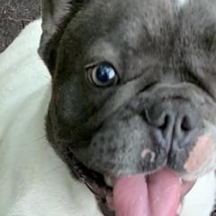 Chihuahuas and French Bulldogs from The Wolf Pack