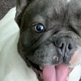 Chihuahuas and French Bulldogs from The Wolf Pack