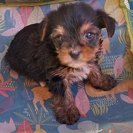 Brady - Black and tan male Yorkshire Terrier puppy in Chickasha, Oklahoma from SISSYS YORKIES