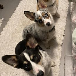American Corgis and Pembroke Welsh Corgis from M & R Corgis North Texas