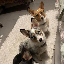 American Corgis and Pembroke Welsh Corgis from M & R Corgis North Texas