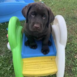 Labrador Retriever Puppies from Brookside Labrador Retrievers