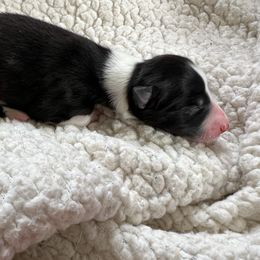 Border Collie Puppies from Pineview Farm