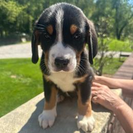 Girl 1 - Black, white and red female Greater Swiss Mountain Dog puppy in Lower Burrell, Pennsylvania from Polyanna’s GSMD