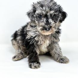 Shorty - Merle male Labradoodle puppy in Davison, Michigan from Dreaming Doodles