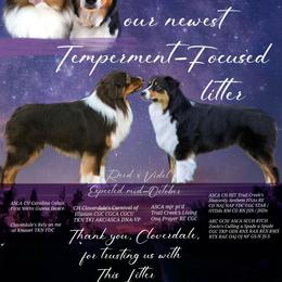 Australian Shepherd puppies from Boundless Joy Aussies