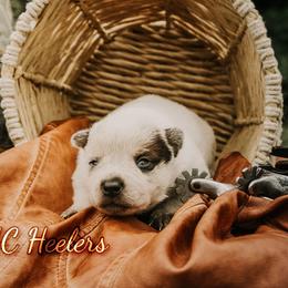 Gypsy - Red speckled female Australian Cattle Dog puppy in Runnels County, Texas from MC Heelers & Aussies