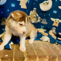 Siberian Huskies from Siriusly Husky Family Companions