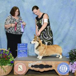 Runner - Pembroke Welsh Corgi