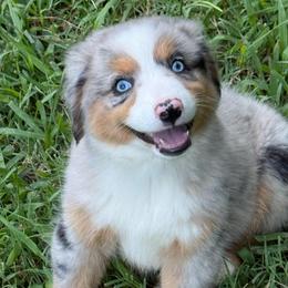 Persephone - Blue merle female Miniature Australian Shepherd puppy in Patterson, North Carolina from DreamLine Aussies