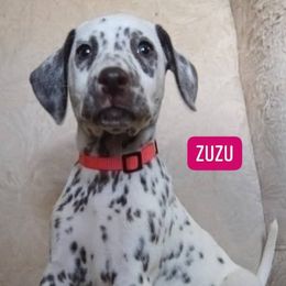 Zuzu LUA (was Unicorn) (Hot Pink Collar) - White and liver brown female Dalmatian puppy in Raymondville, Missouri from Wagner's Dalmatian's