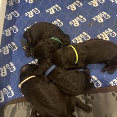 Girl 1 - Brown female Boykin Spaniel puppy in Victoria, Minnesota from Northern Flight Boykins