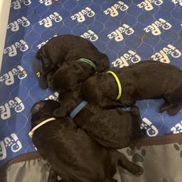 Girl 1 - Brown female Boykin Spaniel puppy in Victoria, Minnesota from Northern Flight Boykins
