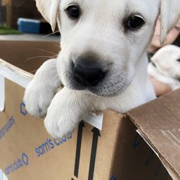 Labrador Retriever Puppies from Dancing Sky Labradors