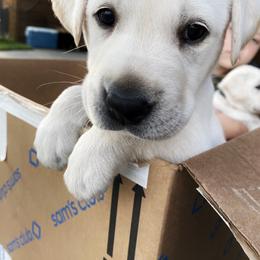 Labrador Retriever Puppies from Dancing Sky Labradors