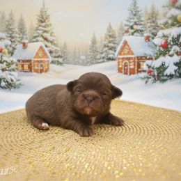 Claus - Chocolate male Chihuahua puppy in Bulls Gap, Tennessee from Smokey Mountain Chihuahuas