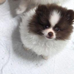 Bunny Girl 1 - Chocolate parti female Pomeranian puppy in Maplefalls, Washington from Snow peak poms
