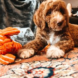 Goldendoodle Puppies from The Doting Doodle