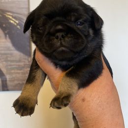 Oreo - Black male Pug puppy in Ridgefield, Washington from Cupid’s Pugs