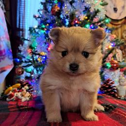 COCO-Girl 2 - Chocolate sable female Pomeranian puppy in Lore City, Ohio from Tonia's Pomeranians