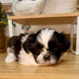 Black and white female - Black and white female Shih Tzu puppy in Citrus Heights, California from The Lion dog Shih Tzu