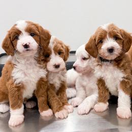 Goldendoodles and Poodles from Wright Doodles & Poodles