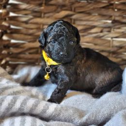 Aussiedoodle and Goldendoodle Puppies from JMR Aussies and Doodles