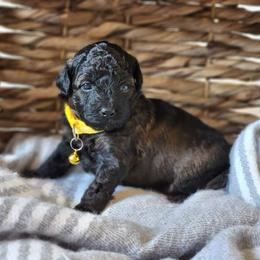 Aussiedoodle and Goldendoodle Puppies from JMR Aussies and Doodles