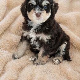 Honeybee - Tri-color female Bernedoodle puppy in Milton, Florida from Sutton Place Doodles