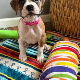 Dolly - Fawn female Boxer puppy in Altoona, Alabama from Smokin S Kennel