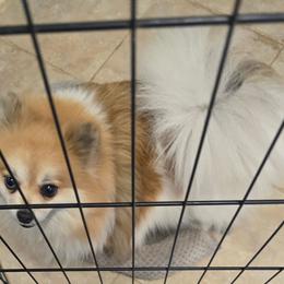 Lexi - Pomeranian