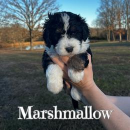 Girl 3 - female Bernedoodle puppy in St. James, Missouri from Backwoods Bernedoodles