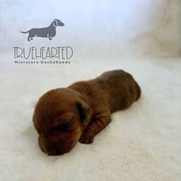 Oswald - Brindle male Dachshund puppy in Royse City, Texas from Truehearted Miniature Dachshunds