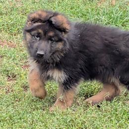 Orange - Black and red male German Shepherd puppy in Stuarts Draft, Virginia from Shengulli Shepherds