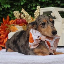 Charmer - Dapple male Dachshund puppy in Woodbine, Georgia from Walker's Minidachs
