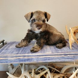 Miniature Schnauzer Puppies from Dees Schnauzers