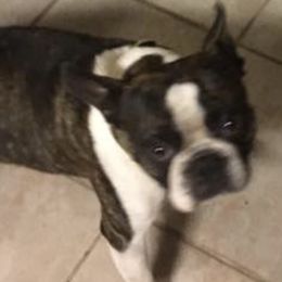 Boston Terriers from Deborah Mendez-Vigo's Boston Terriers