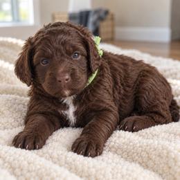 Snickers - Chocolate male Goldendoodle puppy in Surprise, Arizona from Gentle Paw Poodles and Doodles