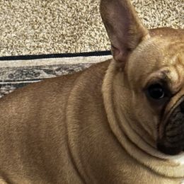 Dachshunds and French Bulldogs from MNE Miniature Dachshunds and French Bulldogs