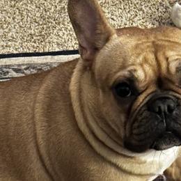 Dachshunds and French Bulldogs from MNE Miniature Dachshunds and French Bulldogs