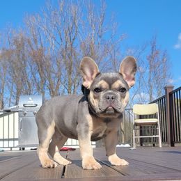 French Bulldog Puppies from Jessicah's Frenchies Michigan's French Bulldog Breeder