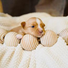 Buttercup - Gold female Yorkshire Terrier puppy in Eastland, Texas from Peach Yorkies