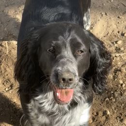 Vera - English Springer Spaniel