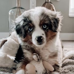 Miniature American Shepherds from Faithland Miniature American Shepherds