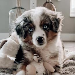 Miniature American Shepherds from Faithland Miniature American Shepherds
