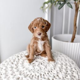 Column - Red  female Goldendoodle puppy in Greencastle, Indiana from Willow & Co.