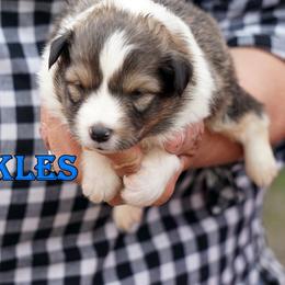 PICKLES - SABLE BOY- RESERVED - Sable and white male Shetland Sheepdog puppy in Frazeysburg, Ohio from Mountain High Kennels