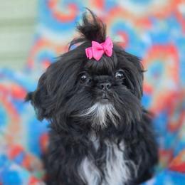 Ophelia - Black and white female Shih Tzu puppy in Waynesboro, Pennsylvania from Big Win Shih Tzus