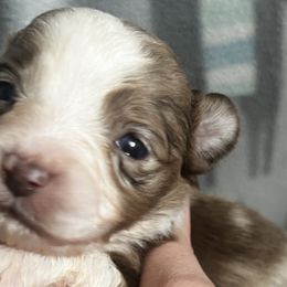 RMM1 - Red merle Toy Australian Shepherd puppy in Griffin, Georgia from No Matter Farm